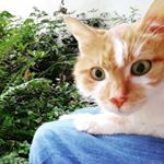 Profile Picture of Geoffrey (@baumhausbastler) on Instagram