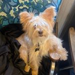 Profile Picture of Rada & Jason Holbert (@partipoochies) on Instagram