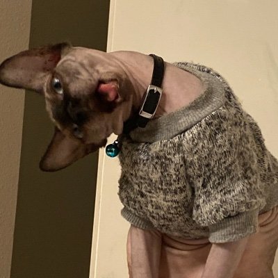 Profile Picture of Amy Thorpe (@AmyThor30597072) on Twitter