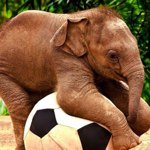 Profile Picture of Samantha Pembleton (@samsoccer11) on Instagram