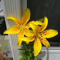 Profile Picture of Alice Vasquez (@alice-vasquez-1) on Quora