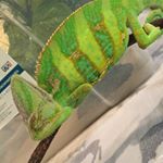 Profile Picture of haley’s zoo (@tinyxdinosx) on Instagram