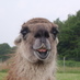 Profile Picture of Dave Stokoe (@dave1456) on Twitter