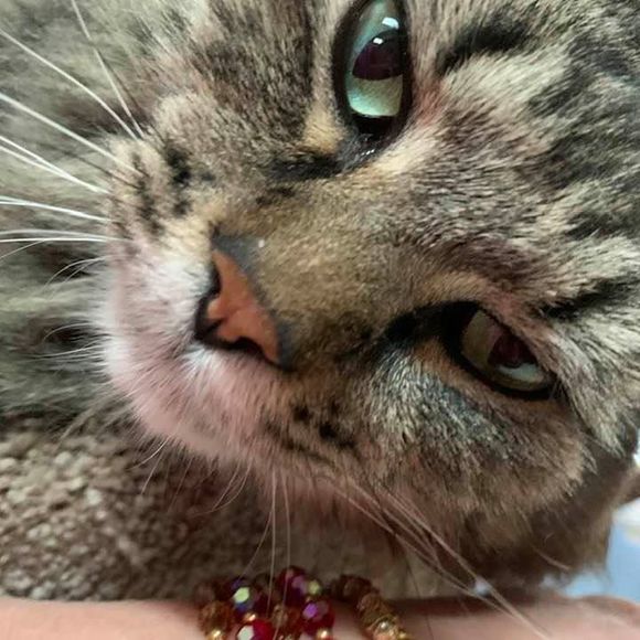 Profile Picture of Dana Stusse (@catlover415) on Poshmark