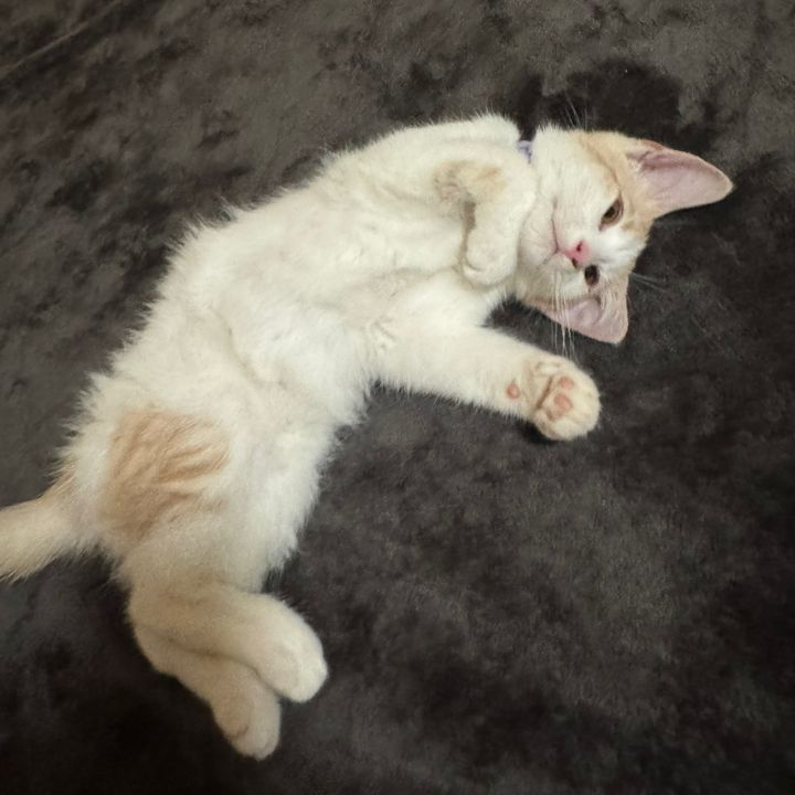 Profile Picture of Tyshawn__Taylor (@tyshawn__taylor) on Tiktok