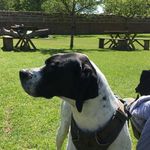 Profile Picture of Jody (@jody_english_pointer) on Instagram