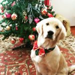 Igor - Instagram Profile Picture of Igor (@igor_golden_retriever) on Instagram