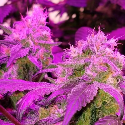 Profile Picture of Kristopher Roy (@RoysFamilyTree) on Twitter