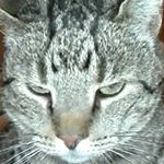 Profile Picture of László Júlia (@juliavoltam) on Instagram