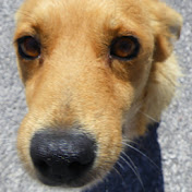 Profile Picture of Bruce Chapman (@MrBrucechapman9) on Youtube