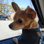 Profile Picture of Josephine Lynne Tibbs (@jppinky) on Instagram