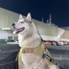 Profile Picture of 𝓣𝓸𝓶𝓶𝔂🐾🐺💙 (@tommy_husky04) on Tiktok