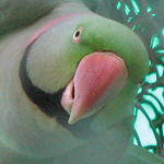 Profile Picture of Rani.kumud (@rani.kumud) on Flickr