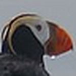 Profile Picture of Robert James Uttridge (@seven seas sailing expeditions) on Flickr