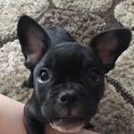 Ethan Armstrong - Instagram Profile Picture of Ethan Armstrong (@ethanlad2005_) on Instagram