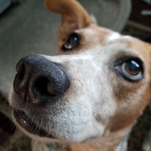 Profile Picture of Tammi Lindholm (@baijake) on Poshmark