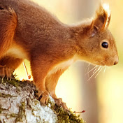 Profile Picture of Tess Walker (@bobrossspocketsquirrel8099) on Youtube