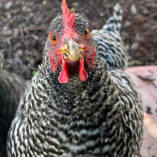 Profile Picture of Suzanne Collette (@suzannecquinn) on Instagram