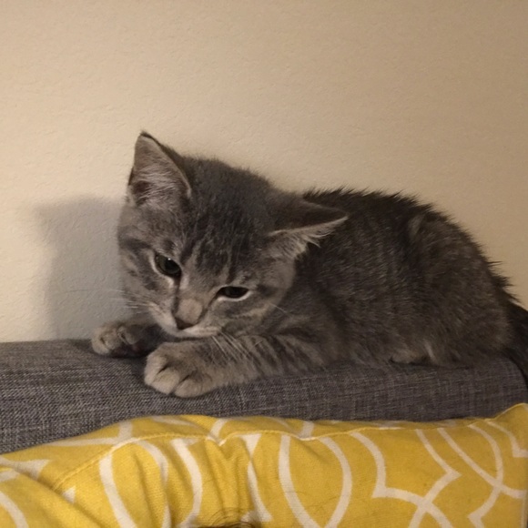 Profile Picture of Teresa Betsinger (@tmbetsinger) on Poshmark