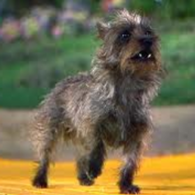 Profile Picture of Addison Collins (@AddisonTodo) on Twitter