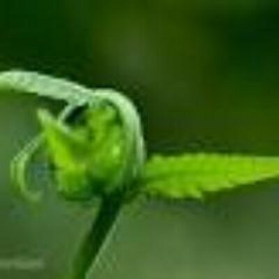 Teo Cher Peng - Twitter Profile Picture of Teo Cher Peng (@cher_peng) on Twitter