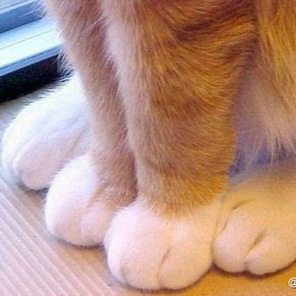 Profile Picture of Jialu Xu (@coral2012) on Poshmark