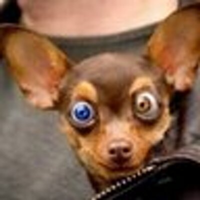 Profile Picture of Jake Putnam (@jakethegringo) on Twitter