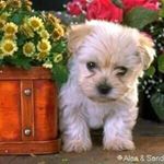 Profile Picture of Raymond Bolé (@raymondbole) on Instagram