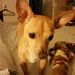 Profile Picture of Carol Tidwell (@celticdrmr) on Pinterest