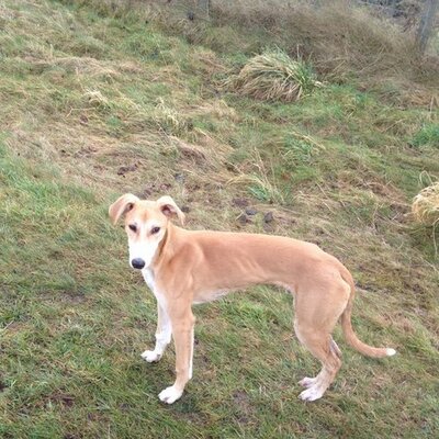 Profile Picture of Paul Bowes (@bowes_b) on Twitter