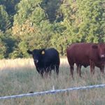 Profile Picture of Josh Carver (@joshuacarver01) on Instagram