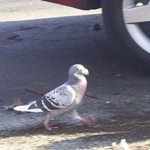 Profile Picture of Steve Pigeon (@stevethepigeon) on Myspace