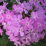 Profile Picture of Kate Spiller Nielsen (@justkate72) on Instagram