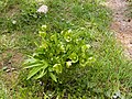 Profile Picture of Helleborus cyclophylluson Wikipedia