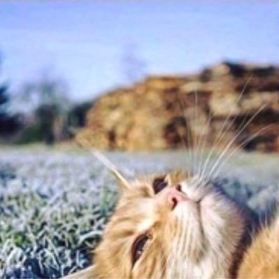 Profile Picture of Erik Erazo (@ErikErazo6) on Twitter