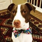 Profile Picture of Duncan Morgan (@dapper.duncan) on Instagram