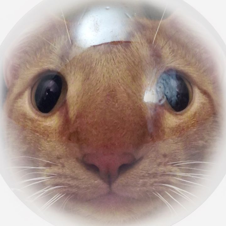 Profile Picture of howabtjoe (@howabtjoe) on Tiktok