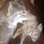 Profile Picture of Joe Carlin (@carlinelectric) on Instagram