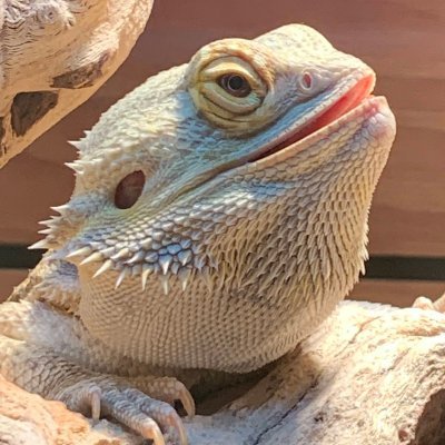 Eric Nickerson 🇺🇸 - Twitter Profile Picture of Eric Nickerson 🇺🇸 (@Laelaps87) on Twitter