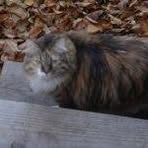 Profile Picture of Genie Morrison (@genie.morrison) on Facebook