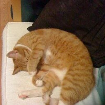 Profile Picture of Fiona Simpson (@fiona715s) on Twitter