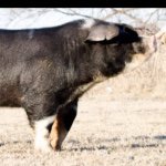 Jarrett, Kade, & Brandon - Instagram Profile Picture of Jarrett, Kade, & Brandon (@mays_showpigs) on Instagram