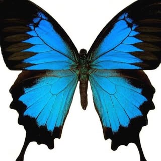 Profile Picture of Eileen Reser (@resereileen) on Instagram