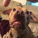 Profile Picture of Buddy Carter (@thebestestbuddycarter) on Instagram