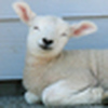 Profile Picture of Terri Simon (@Smiling Lamb) on Flickr