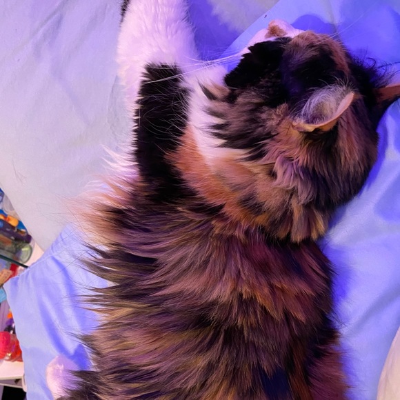 Profile Picture of Ava Kennedy (@avamk727) on Poshmark