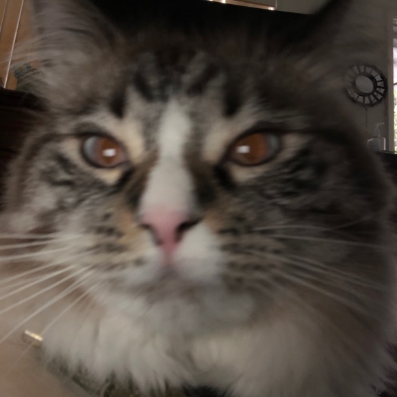 Profile Picture of James Peña (@chino2cold) on Poshmark