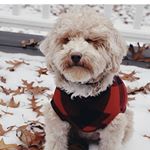 Profile Picture of G R A D Y (@grady_theminigoldendoodle) on Instagram