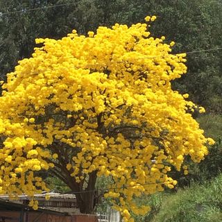 Profile Picture of Anne Serrano (@troananne) on Instagram