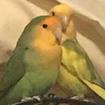 Profile Picture of Lisa Tabian-Sosin (@ladyphoenix1973) on Instagram